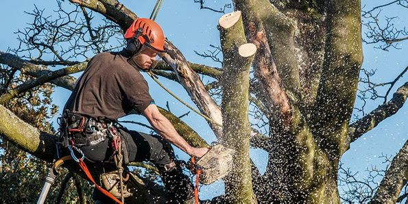 Holz & Baumfällung